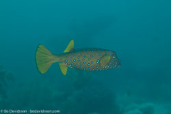 BD-120423-Fury-Shoal-6273-Ostracion-cubicus.-Linnaeus.-1758-[Yellow-boxfish].jpg